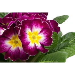 Primel In Sonderfarben, Verschiedene Sorten -Angebote Biohort Store 8817439 WE DE 003 PrimulaSonderfarbenLilaT12