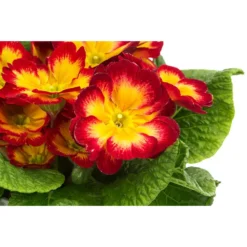 Primel In Sonderfarben, Verschiedene Sorten -Angebote Biohort Store 8817439 WE DE 004 PrimulaSonderfarbenRotT12