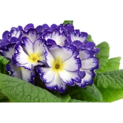 Primel In Sonderfarben, Verschiedene Sorten -Angebote Biohort Store 8817439 WE DE 005 PrimulaSonderfarbenBlauT12