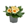 Primel In Sonderfarben, Verschiedene Sorten -Angebote Biohort Store 8817439 WE FS 001 PrimulaSonderfarbenGelbT12