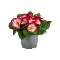 Primel In Sonderfarben, Verschiedene Sorten -Angebote Biohort Store 8817439 WE FS 002 PrimulaSonderfarbenPinkT12