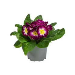 Primel In Sonderfarben, Verschiedene Sorten -Angebote Biohort Store 8817439 WE FS 003 PrimulaSonderfarbenLilaT12