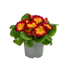 Primel In Sonderfarben, Verschiedene Sorten -Angebote Biohort Store 8817439 WE FS 004 PrimulaSonderfarbenRotT12
