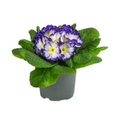 Primel In Sonderfarben, Verschiedene Sorten -Angebote Biohort Store 8817439 WE FS 005 PrimulaSonderfarbenBlauT12