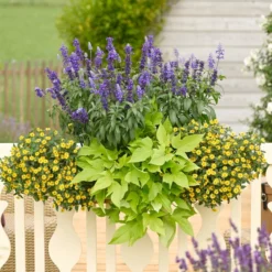 Süßkartoffel, Verschiedene Farben -Angebote Biohort Store 8817587 WE MO 001 SanvitaliaSalviaIpomoeaHusarenknopfSalbeiSuesskartoffelKastenRennerPrintMedia