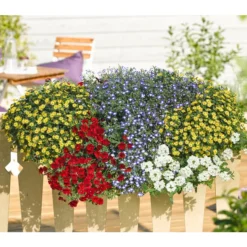 Männertreu 'Blue Eye' 12 Männertreu 'Blue Eye' -Angebote Biohort Store 8817587 WE MO 001 SanvitaliaVerbenaPetuniaLobeliaMaennertreuRennerPrintMediaDehner