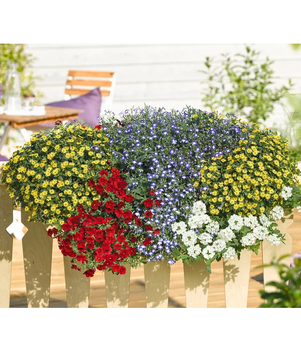 Männertreu 'Blue Eye' 6 Männertreu 'Blue Eye' – Bild 4