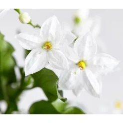 Jasminblütiger Nachtschatten -Angebote Biohort Store 8818007 WE DE 003 SolanumJasminNachtschattenDehnerExpressZS