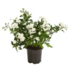Jasminblütiger Nachtschatten -Angebote Biohort Store 8818007 WE FS 001 SolanumJasminT12Dehner