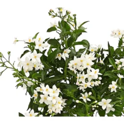 Jasminblütiger Nachtschatten -Angebote Biohort Store 8818007 we de 001 SolanumJasminT12Dehner