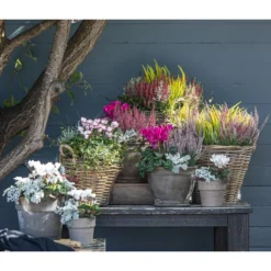 Mueca - Gitterkraut Und Mühlenbeckia -Angebote Biohort Store 8819260 WE MO 001 Herbstmix