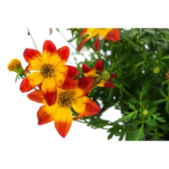 Goldmarie Im Pottburri®-Topf 5 Goldmarie Im Pottburri®-Topf -Angebote Biohort Store 8820722 WE DE 001 GoldmariePotburriT13