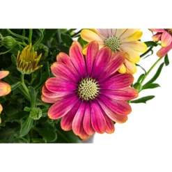 Kapkörbchen Im Pottburri®-Topf, Verschiedene Sorten -Angebote Biohort Store 8820763 WE DE 001 KapkoerbchenMixT13