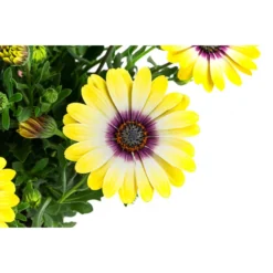 Kapkörbchen Im Pottburri®-Topf, Verschiedene Sorten -Angebote Biohort Store 8820763 WE DE 002 KapkoerbchenMixT13