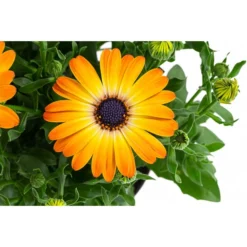 Kapkörbchen Im Pottburri®-Topf, Verschiedene Sorten -Angebote Biohort Store 8820763 WE DE 003 KapkoerbchenMixT13