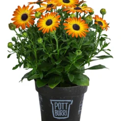 Kapkörbchen Im Pottburri®-Topf, Verschiedene Sorten -Angebote Biohort Store 8820763 WE FS 003 KapkoerbchenMixT13