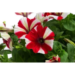 Petunie Im Pottburri®-Topf, Verschiedene Sorten -Angebote Biohort Store 8820789 WE DE 001 PetunieT13