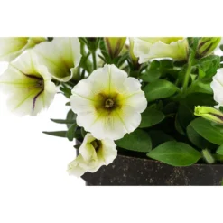 Petunie Im Pottburri®-Topf, Verschiedene Sorten -Angebote Biohort Store 8820789 WE DE 002 PetunieT13