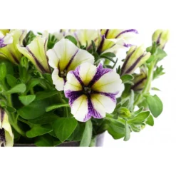 Petunie Im Pottburri®-Topf, Verschiedene Sorten -Angebote Biohort Store 8820789 WE DE 003 PetunieT13