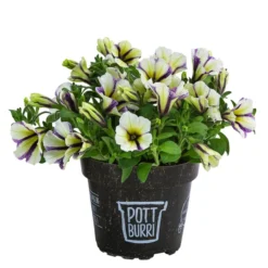 Petunie Im Pottburri®-Topf, Verschiedene Sorten -Angebote Biohort Store 8820789 WE FS 003 PetunieT13