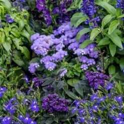 Leberbalsam -Angebote Biohort Store 8820839 WE MO 002 AgeratumLeberbalsamLobeliaMaennertreuLucknerJuni2015