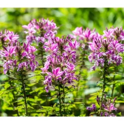 Spinnenpflanze -Angebote Biohort Store 8821548 PR DE 001 CleomeSpinnenpflanzeBGALucknerMai2017