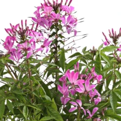 Spinnenpflanze -Angebote Biohort Store 8821548 We DE 001 CleomeSenoritaRosalitaT17OWDehnerExpressHerzig