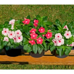 Catharanthe, Verschiedene Sorten 19 Catharanthe, Verschiedene Sorten -Angebote Biohort Store 8821837 BildFS 001 RosafarbenesZimmerimmergruenCatharanthusT12