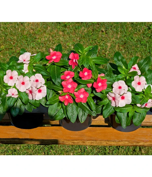 Catharanthe, Verschiedene Sorten 9 Catharanthe, Verschiedene Sorten – Bild 7