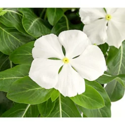 Catharanthe, Verschiedene Sorten 23 Catharanthe, Verschiedene Sorten -Angebote Biohort Store 8821837 PR DE 001 CatharanthusT12DehnerExpressHerzig