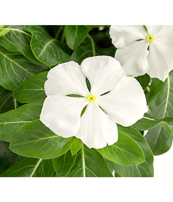 Catharanthe, Verschiedene Sorten 13 Catharanthe, Verschiedene Sorten – Bild 11