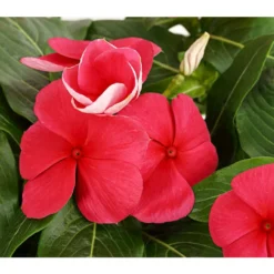 Catharanthe, Verschiedene Sorten 22 Catharanthe, Verschiedene Sorten -Angebote Biohort Store 8821837 PR DE 002 CatharanthusT12DehnerExpressHerzig