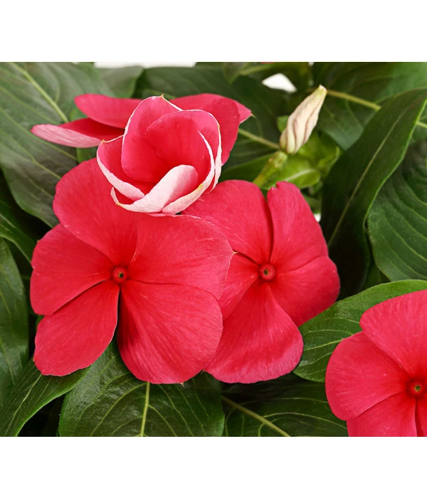 Catharanthe, Verschiedene Sorten 12 Catharanthe, Verschiedene Sorten – Bild 10