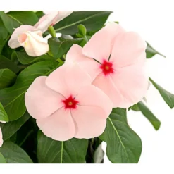 Catharanthe, Verschiedene Sorten 21 Catharanthe, Verschiedene Sorten -Angebote Biohort Store 8821837 PR DE 003 CatharanthusT12DehnerExpressHerzig