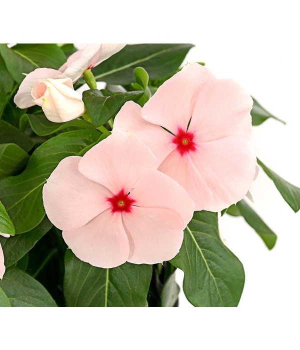 Catharanthe, Verschiedene Sorten 11 Catharanthe, Verschiedene Sorten – Bild 9