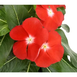 Catharanthe, Verschiedene Sorten 20 Catharanthe, Verschiedene Sorten -Angebote Biohort Store 8821837 PR DE 004 CatharanthusT12DehnerExpressHerzig