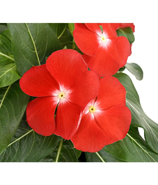 Catharanthe, Verschiedene Sorten 10 Catharanthe, Verschiedene Sorten – Bild 8