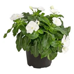 Catharanthe, Verschiedene Sorten 17 Catharanthe, Verschiedene Sorten -Angebote Biohort Store 8821837 PR FS 001 CatharanthusT12DehnerExpressHerzig