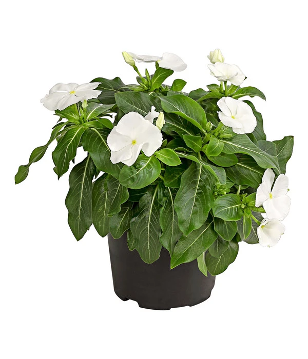 Catharanthe, Verschiedene Sorten 7 Catharanthe, Verschiedene Sorten – Bild 5