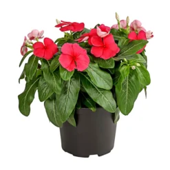 Catharanthe, Verschiedene Sorten 16 Catharanthe, Verschiedene Sorten -Angebote Biohort Store 8821837 PR FS 002 CatharanthusT12DehnerExpressHerzig