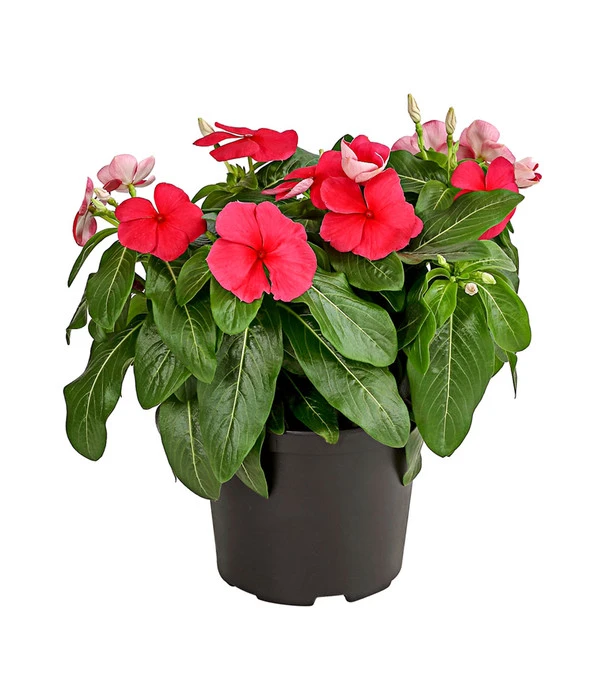 Catharanthe, Verschiedene Sorten 6 Catharanthe, Verschiedene Sorten – Bild 4