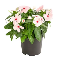 Catharanthe, Verschiedene Sorten 15 Catharanthe, Verschiedene Sorten -Angebote Biohort Store 8821837 PR FS 003 CatharanthusT12DehnerExpressHerzig