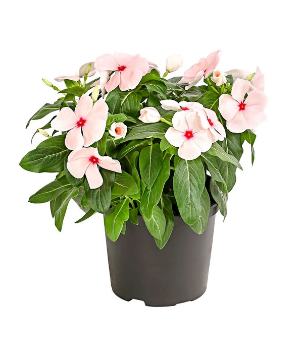 Catharanthe, Verschiedene Sorten 5 Catharanthe, Verschiedene Sorten – Bild 3