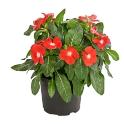 Catharanthe, Verschiedene Sorten 14 Catharanthe, Verschiedene Sorten -Angebote Biohort Store 8821837 PR FS 004 CatharanthusT12DehnerExpressHerzig