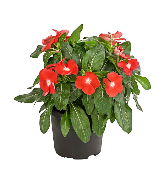 Catharanthe, Verschiedene Sorten 4 Catharanthe, Verschiedene Sorten – Bild 2