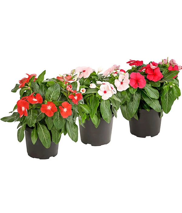 Catharanthe, Verschiedene Sorten 3 Catharanthe, Verschiedene Sorten