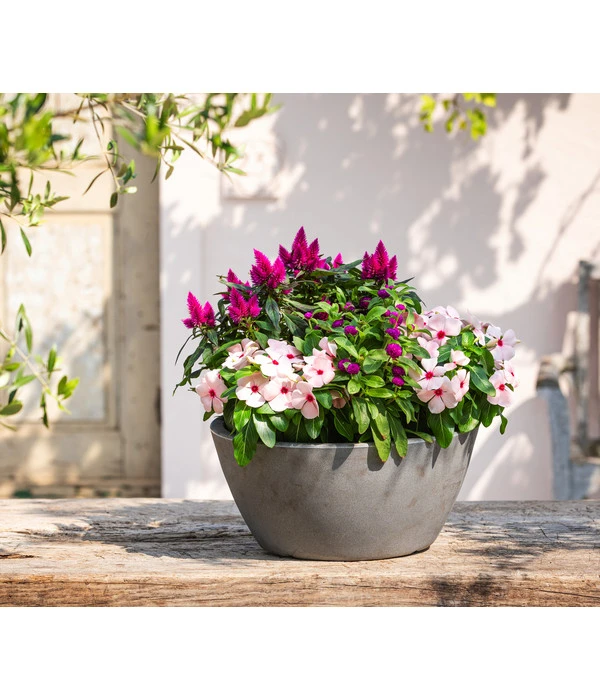 Catharanthe, Verschiedene Sorten 8 Catharanthe, Verschiedene Sorten – Bild 6