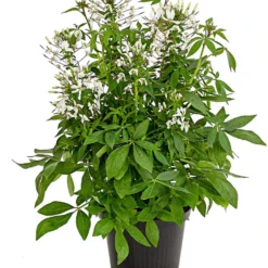 Spinnenpflanze 'Weiß'