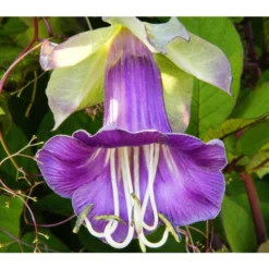 Glockenrebe -Angebote Biohort Store 8821969 DE 001 CobaeaScandensPixabay