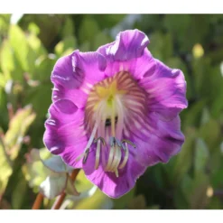 Glockenrebe -Angebote Biohort Store 8821969 DE 002 CobaeaScandensPixabay